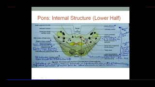 Brainstem  PONS  Internal Structure  Dr SAM [upl. by Allebram]