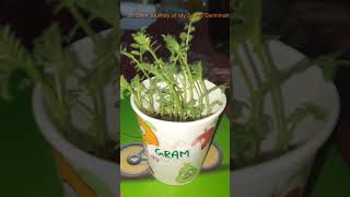 Seed Germination youtube youtubeshorts [upl. by Rothwell792]