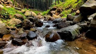 Rejuvenating River Stream Sounds for Stress Relief and a Restful Nights Sleep  LuLu Sounds [upl. by Nikolos]