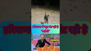 Haryana Election Result आते ही Jalebi Trending में है haryanaelection haryanaelection2024 jalebi [upl. by Trill45]