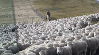 sheep herding in Patagonia 2 [upl. by Vonny281]