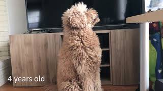 Labradoodle growing up  2 months to 6 years old [upl. by Schlosser324]