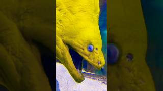 Green moray eel at the Newport Aquarium aquarium newportaquarium cincinnati newport ohio eel [upl. by Merrielle]