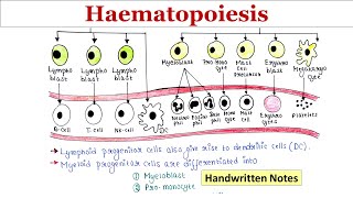 Haematopoiesis  Handwritten notes [upl. by Nets]