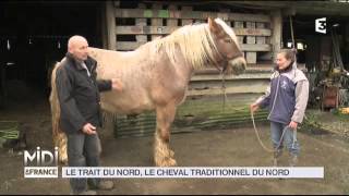 ANIMAUX  Le trait du nord le cheval traditionnel du nord [upl. by Yelik]