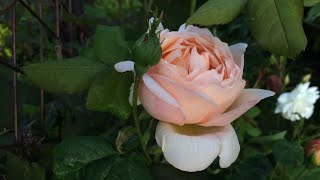 Wollerton Old Hall David Austin Rose  first bloom of the year I’m in love [upl. by Chavey]