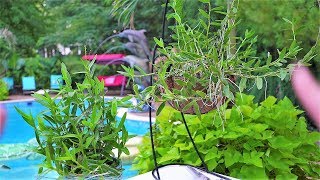 Repotting Orchids 2 Different Ways  Epidendrum Radicans Hanging Basket [upl. by Ajoop]