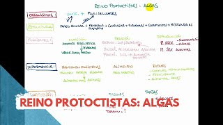 TEMA 3 ESQUEMA ALGAS [upl. by Rollin]