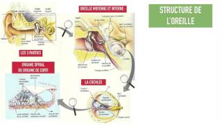 fonctionnement oreille avancé [upl. by Nyladgam331]