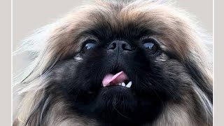 A day in the life of a Pekingese [upl. by Retloc]