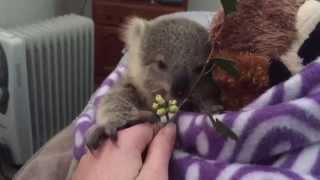 koala joeys most adorable home video of all time [upl. by Deland835]