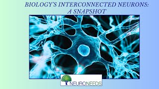 Biologys Interconnect Neurons A Snapshot [upl. by Ahsei201]