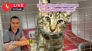 Das getigerte Kitten von Songül hat Giardien [upl. by Lora]