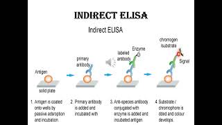 Enzyme Linked Immunosorbent Assay  Dr B Dhanalakshmi [upl. by Eca]