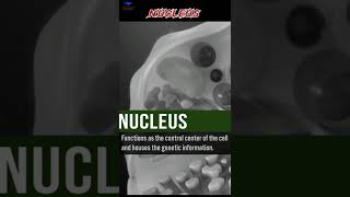 The Cell nucleus Biological short video  shorts nucleus cell [upl. by Aidnahs403]