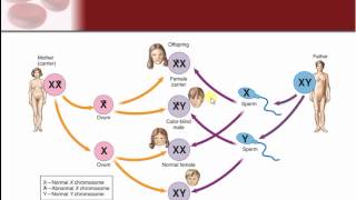 Chapter 24  Genetics and Genetic Disease [upl. by Neerod]