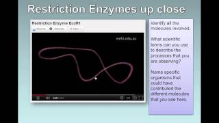 Gene Transfer IB Biology [upl. by Geoff463]