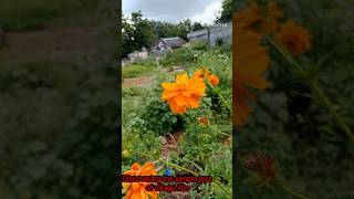 Beauty of My village  nature  village life  trending  viral video [upl. by Arty]