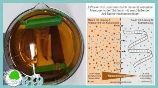 Physiologie  Diffusion von IodKaliumiodid durch eine künstliche Membran [upl. by Alexandros]
