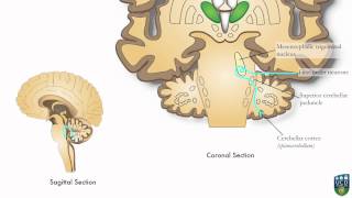 AXON Trigeminocerebellar Pathway Unconscious Proprioception from Face 9 of9 [upl. by Farrell]