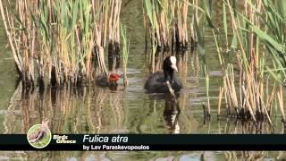 Eurasian Coot  Fulica atra  Φαλαρίδα  Лысуха [upl. by Nnahs]