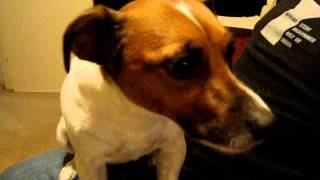 Jack Russell Terrier talking [upl. by Savina]