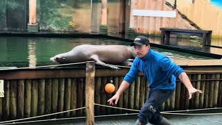 Dolfinarium  Aquarium in Harderwijk  Netherlands  Exploring the Wonders ✨✨ [upl. by Tirza]