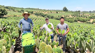 Huerta de NOPAL VERDURA SAGRADO para los mexicanos  Mayores productores de esta VERDURA en México [upl. by Allx996]