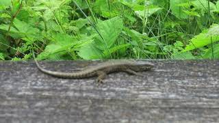 Lézard des murailles 21 05 2024 [upl. by Iman]