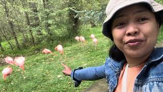 Lifestyle adventure 115 Beautiful Flamingo 🦩 species of tall pink birdsbestmomentsanimals [upl. by Lachish]