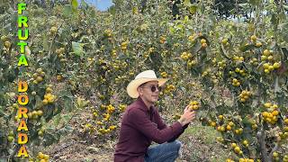 GRANJA DE TEJOCOTES Fruta de la nostalgia 40 Toneladas por hectárea [upl. by Labina]