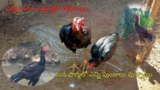 how many colors are improveing in my farm how many roosters and వాటి వివరాలు [upl. by Munson124]