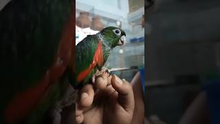 Quality Hand Tame Black cap Conure available  Tutus Aviary Full video coming soon 🦜💥 aviary [upl. by Anazraf]