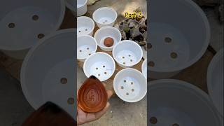 🌿এডেনিয়ামের জীব থেকে ৯টি চারা পেলাম🌸Seeding of ADENIUM garden [upl. by Firehs440]