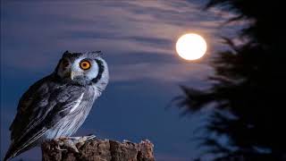 Owl Sound at Night  Ringtones for Android  Animal Sounds [upl. by Scheers978]