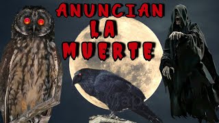 Secretos ATERRADORES Los Cantos de AVES que ANUNCIAN la MUERTE ☠️ 👻🎃 [upl. by Trixie825]