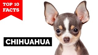 Chihuahua  Top 10 Facts [upl. by Constantia890]