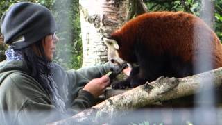 Red Pandas Getting Petted [upl. by Pfister240]