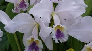 Plantio cattleya labiata coerulea ardósia no cachepô [upl. by Vaclav603]