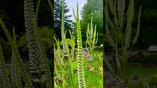 A great native plant to attract wild life Culvers root garden flowers gardenflowers nature [upl. by Shirlee]