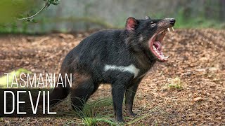 TASMANIAN DEVIL — Aggressive Nightmare with eerie screams [upl. by Austreng]