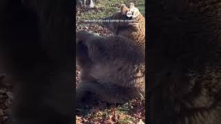 Bear enjoys morning stretch at NY wildlife sanctuary [upl. by Ezequiel265]