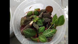 Easy Method to Grow amp Propagate Episcia  Tutorial [upl. by Vez959]