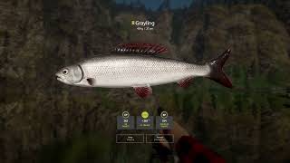 RF4  Belaya River Active Spot  DOUBLE TROPHY Grayling Spot [upl. by Mccartan807]