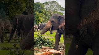 Tuskers Sri lanka  මාලිගාවේ ඇත් පන්තිය  foryou tusker kandyan [upl. by Adirem]