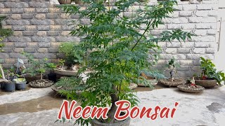 Neem bonsai making  bakain bonsai [upl. by Euqirat]