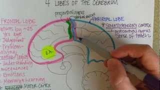 Lobes of the Cerebrum [upl. by Tawsha515]