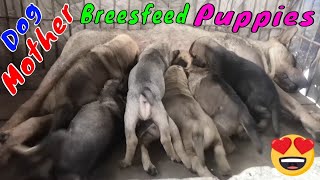 Mother Dog Breastfeeding Her Newborn Puppies Scene  Viral Dog Puppy [upl. by Cindie]