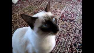 Siamese cat plays fetch  Gato siamés juega traiga como un perro [upl. by Eardnaed988]