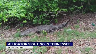 Healthy alligator spotted in Tennessee [upl. by Berkin]